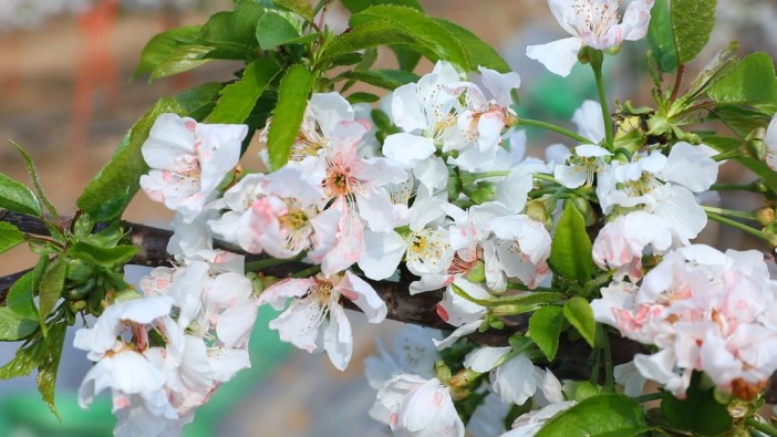 棗莊：櫻桃花開授粉忙 科學(xué)管理促增收