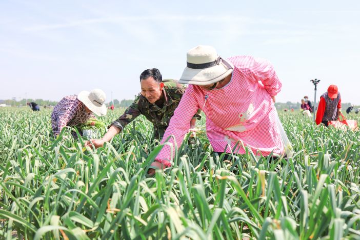 蒜薹喜豐收 農(nóng)民采摘忙