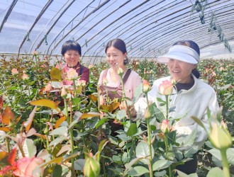政協(xié)“微協(xié)商” 花農(nóng)笑開顏